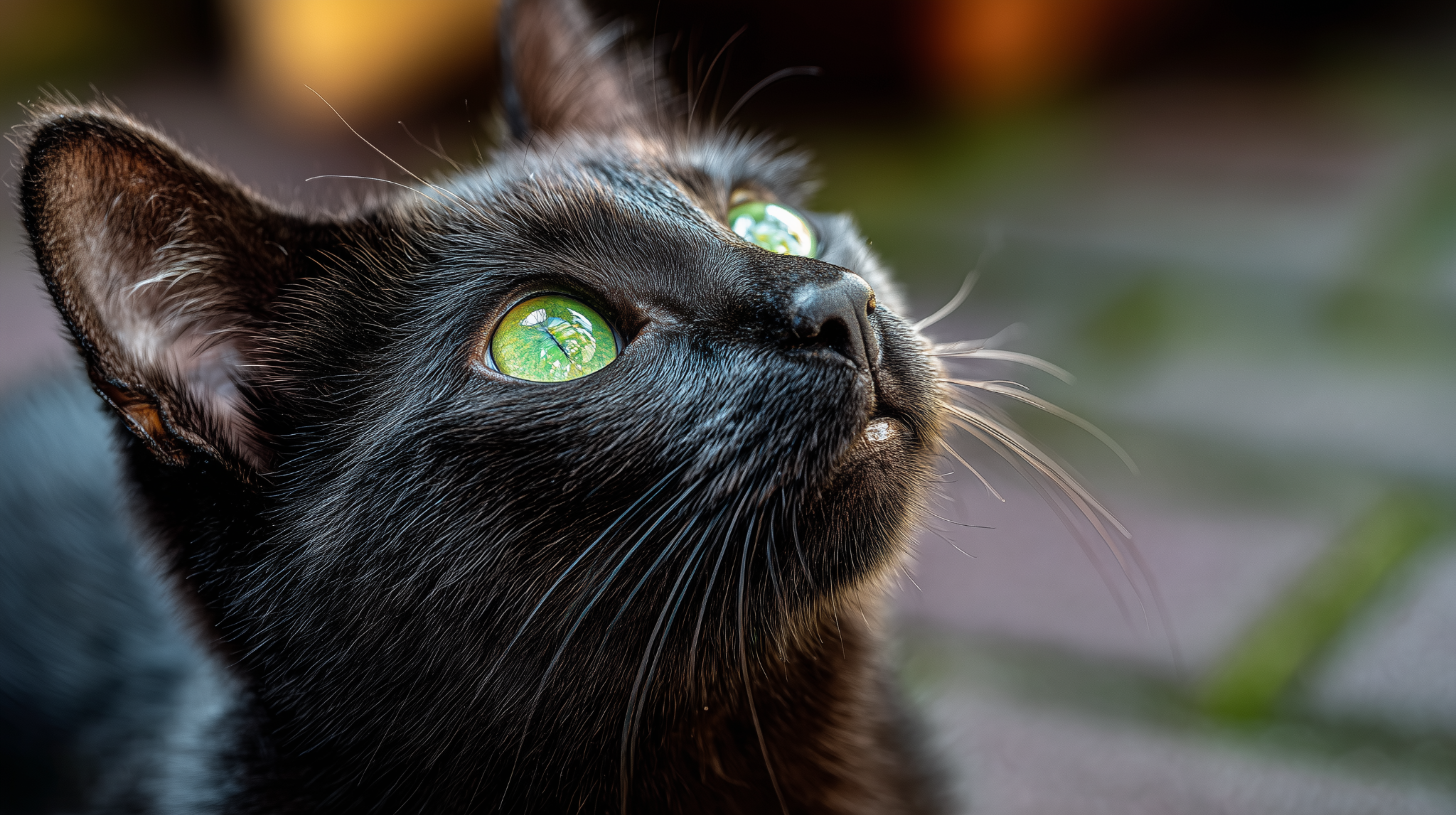 Close portrait of Luna enjoying the breeze