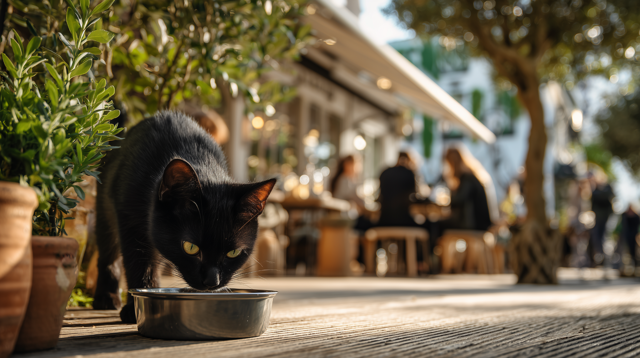 Luna drinking beside a city cafe