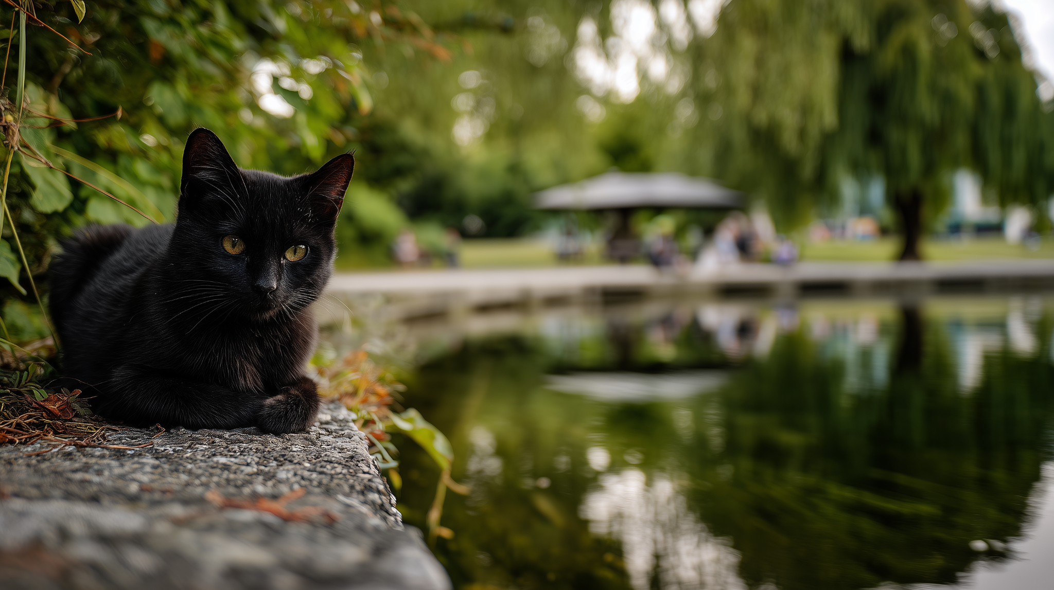 Luna resting at the edge of a city park pond
