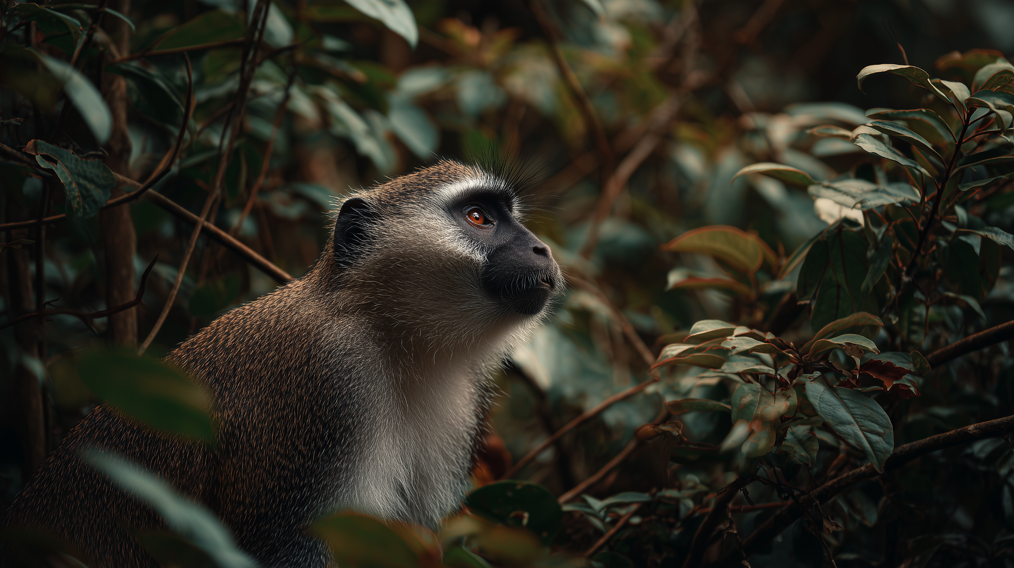 Wildlife in a dense Cameroon forest